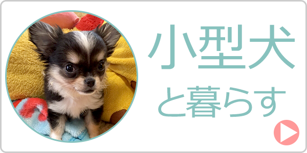 小型犬と暮らす