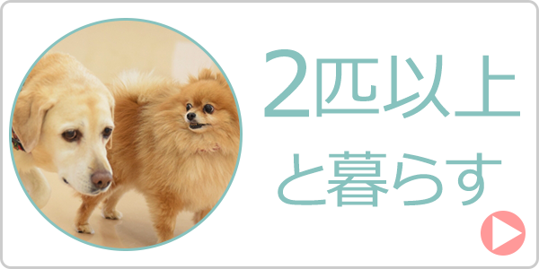 2匹以上と暮らす